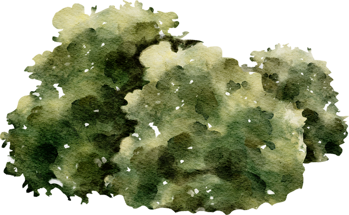 Green bush watercolor